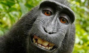 La selfie del mono: reflexiones sobre la defensa del dominio p
